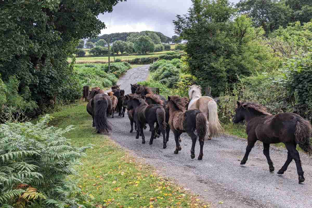 The ponies at Dartmoor