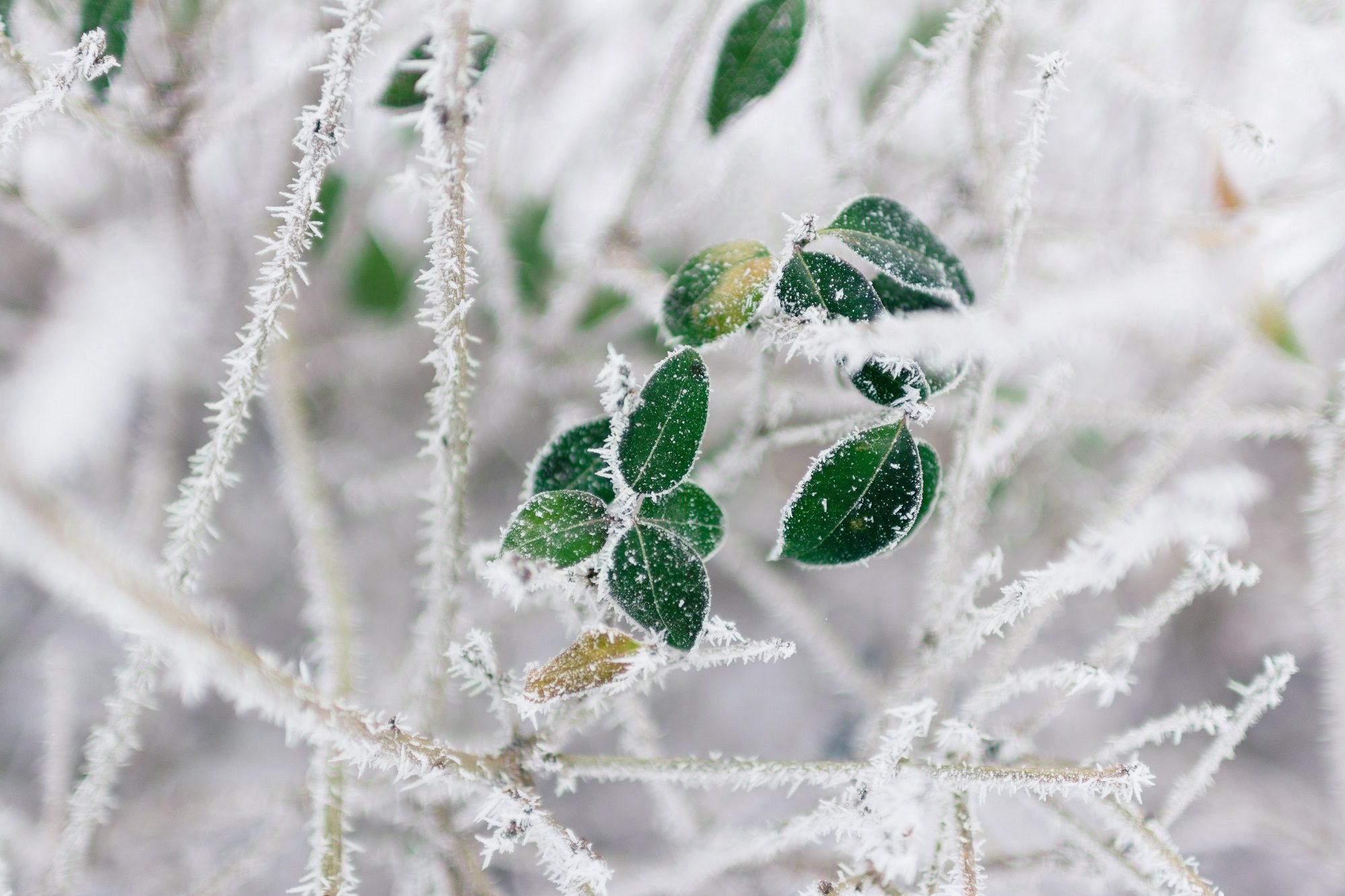 Winter foliage covered in frost