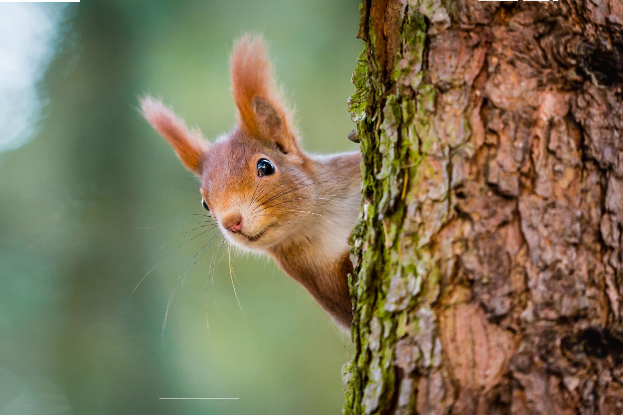 Red squirrel peeking round a tree trunk