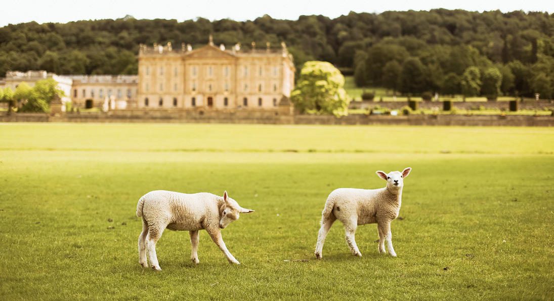 Lambs at Chatsworth House