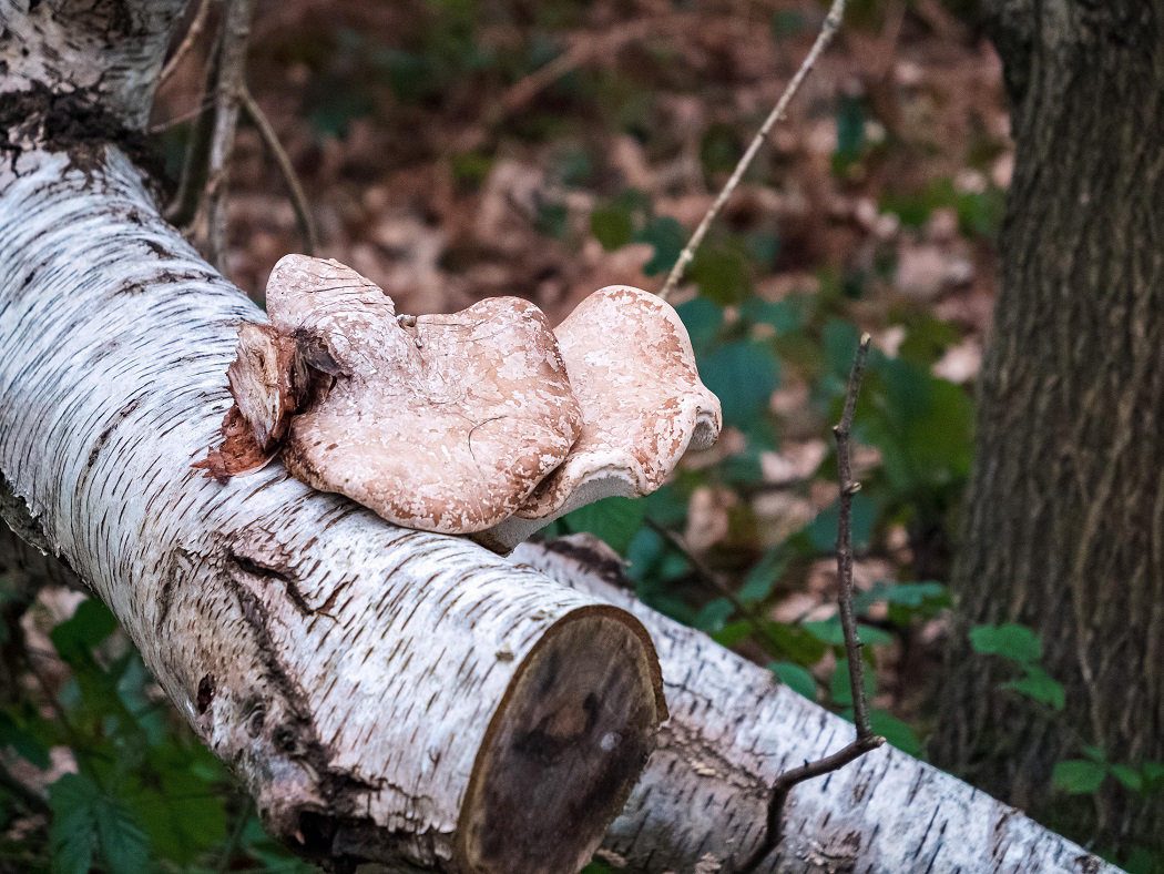 Sherwood Forest mushroom on log