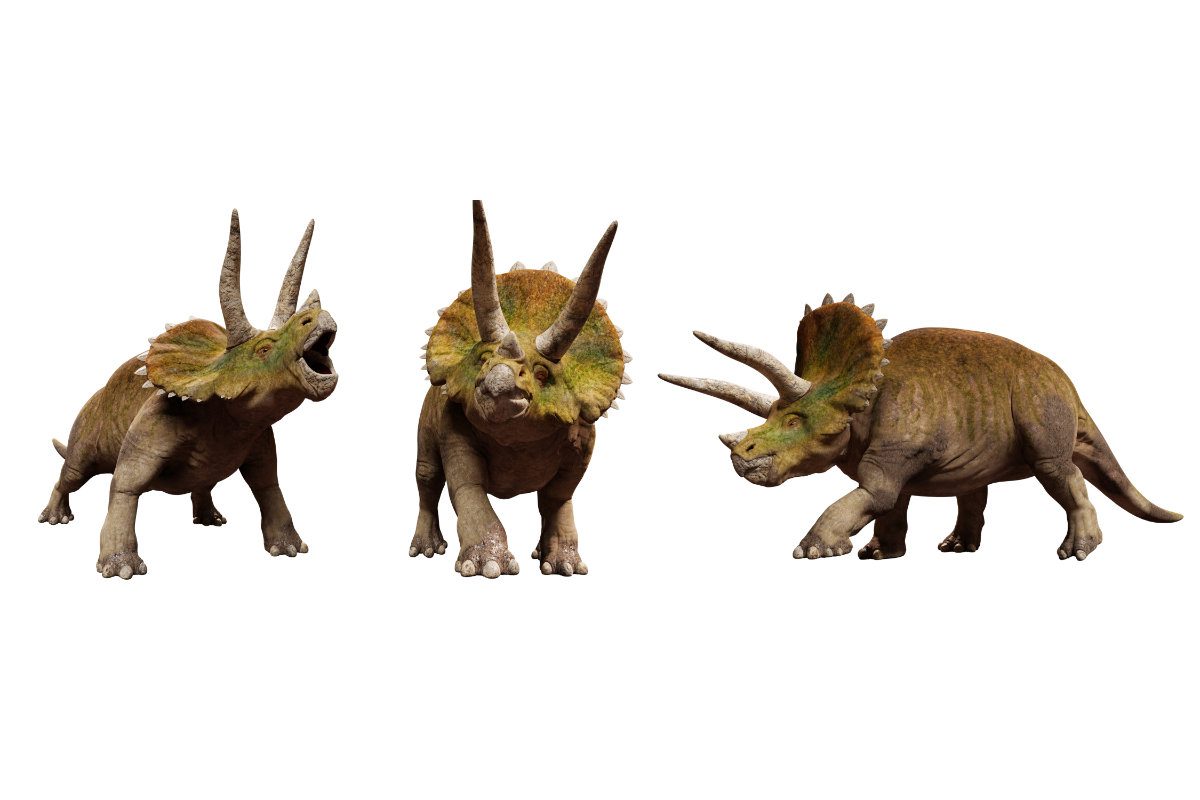 Triceratops in different poses against a white background