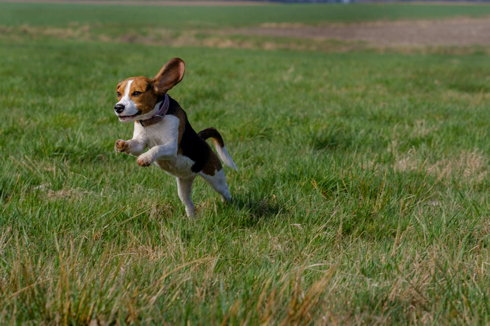 Beagle jumping in the fields