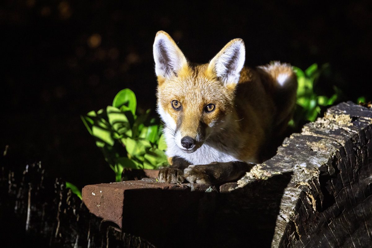 Red fox cub, vulpes vulpes, crouched on a garden wall. This is a young pup venturing into a city garden at night. Foxes are mainly nocturnal and will come out at night to hunt or scavenge for food.