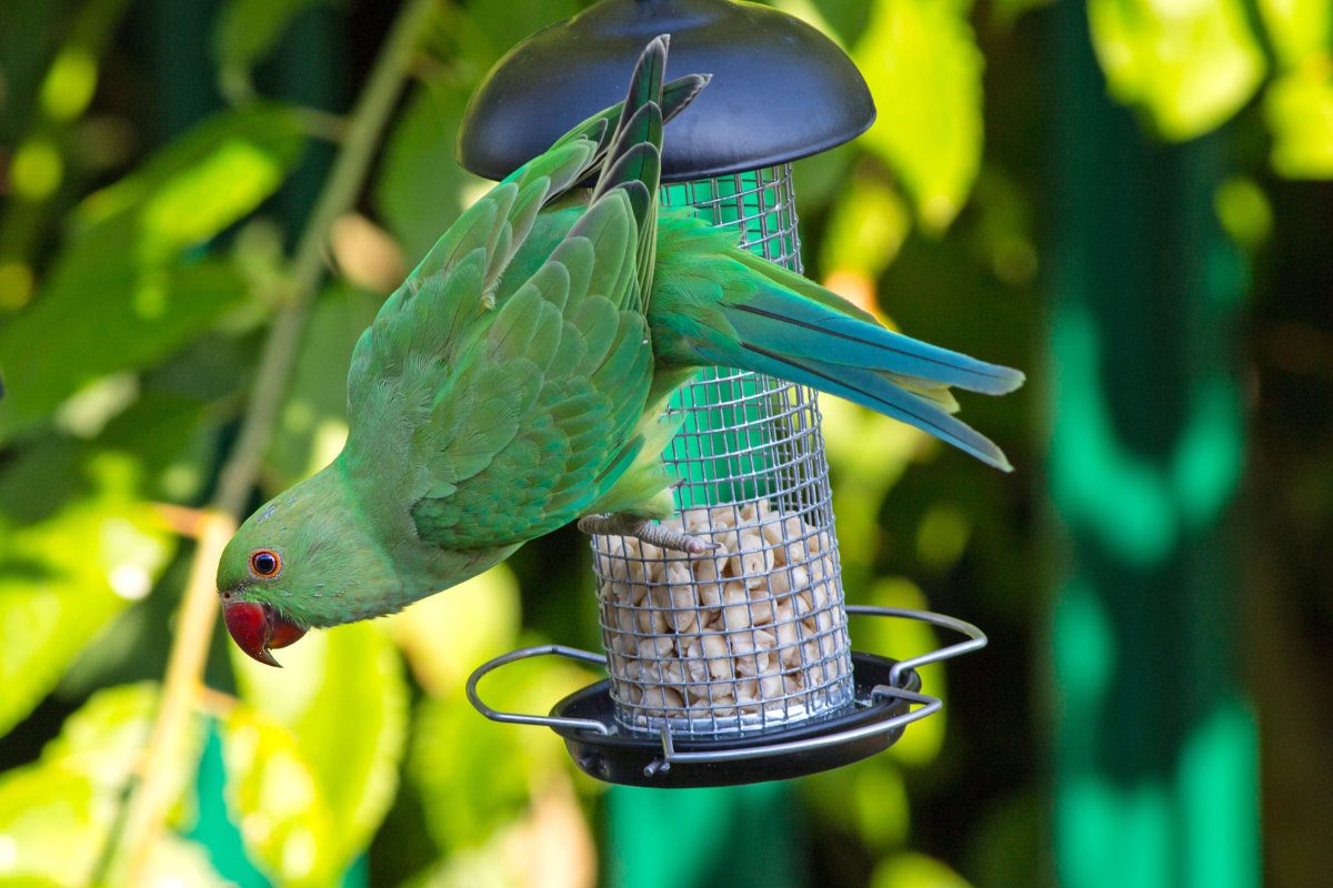 Green Ring Necked Parakeets hanging on a bird feeder with head angled outwards against a natural blurred green garden background