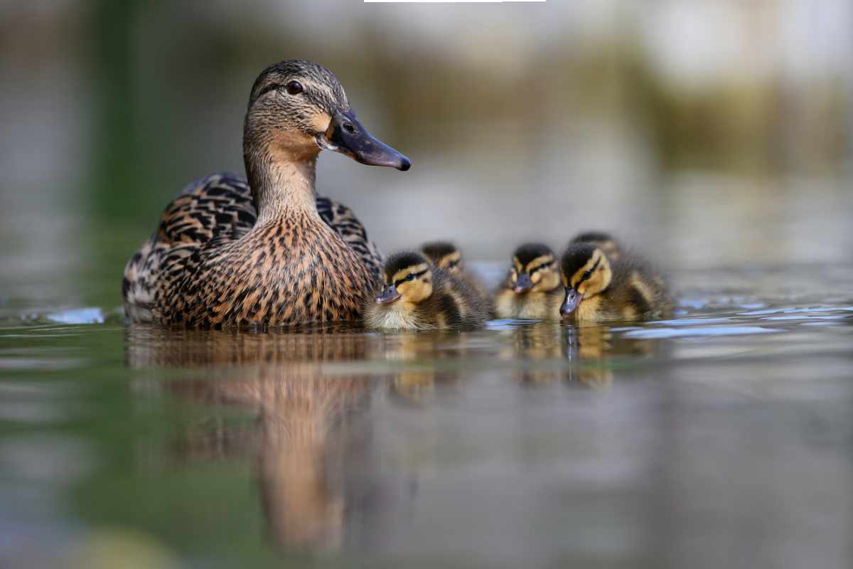 Mallard Duck female and her ducklings
