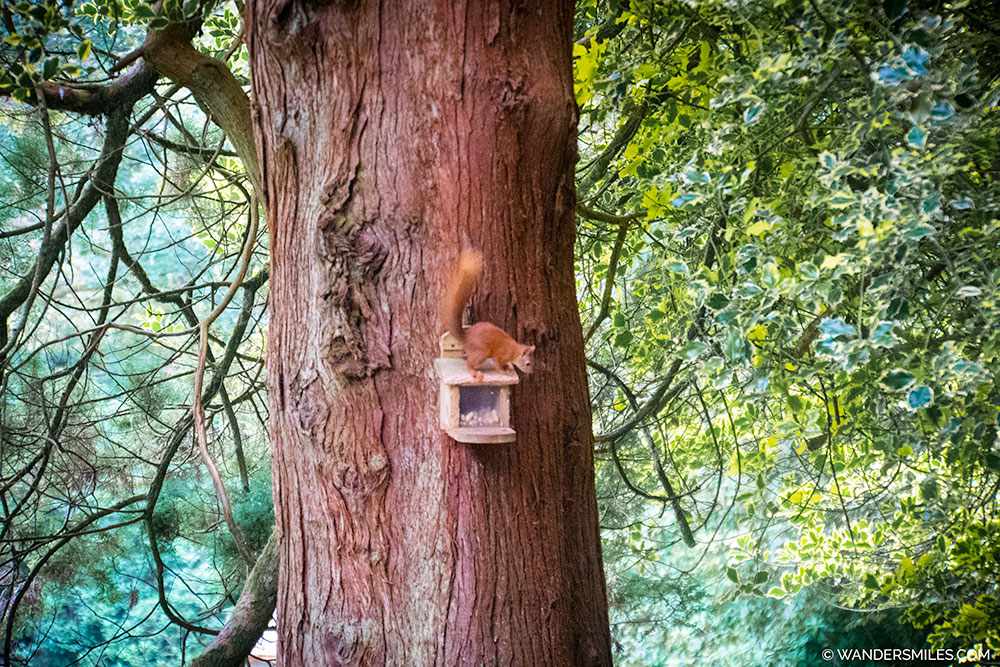 Red squirrel at Grasmere Butharlyp Howe