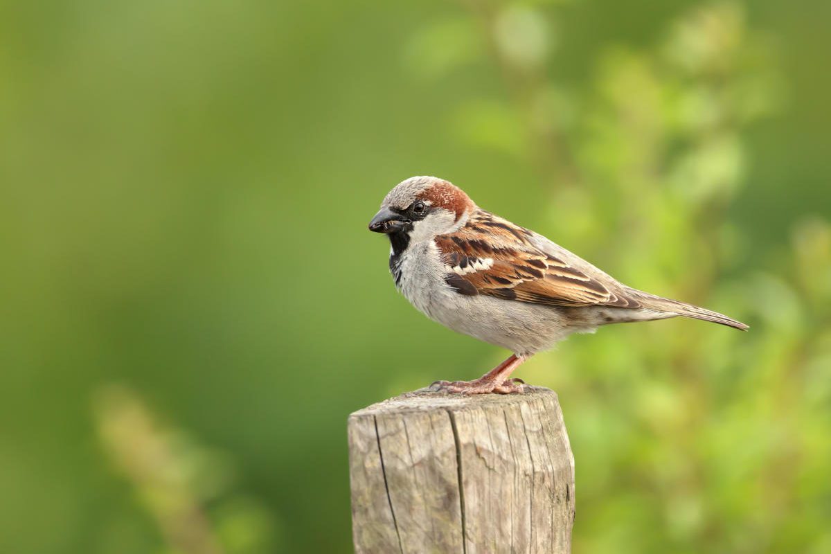 Sparrow sat on wooden fence post