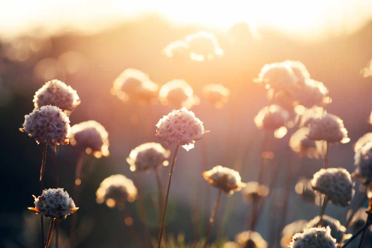A photo of wildflowers in the sunlight