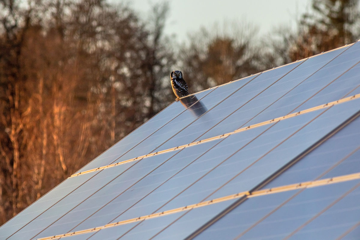 owl sat on a rooftop solar panel
