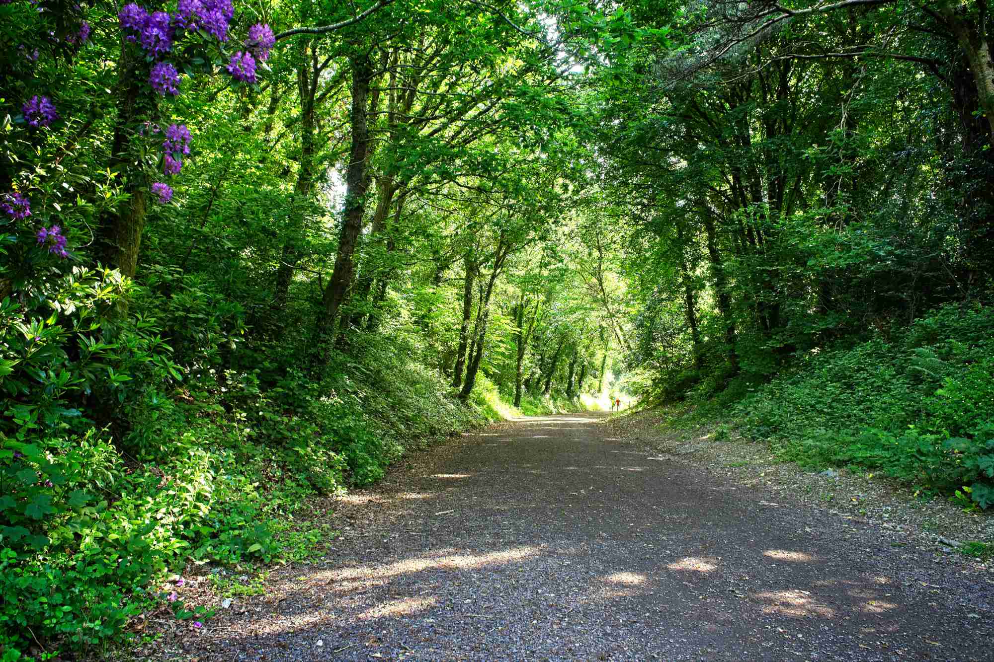 This old railway track is now used as a cycle and walking path, near Bodmin, Cornwall, England, UK.