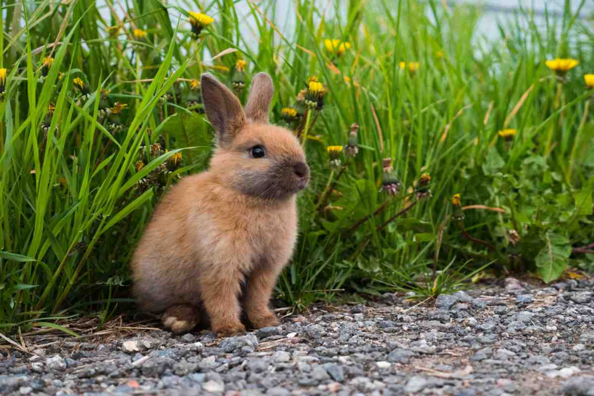 Brown bunny on grass