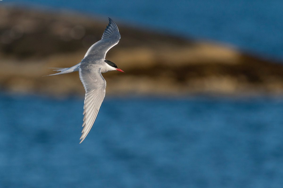 The Arctic tern