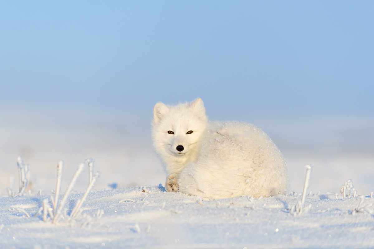 White arctic fox