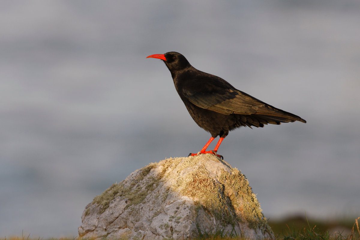 Chough, Pyrrhocorax pyrrhocorax, Wales, autumn