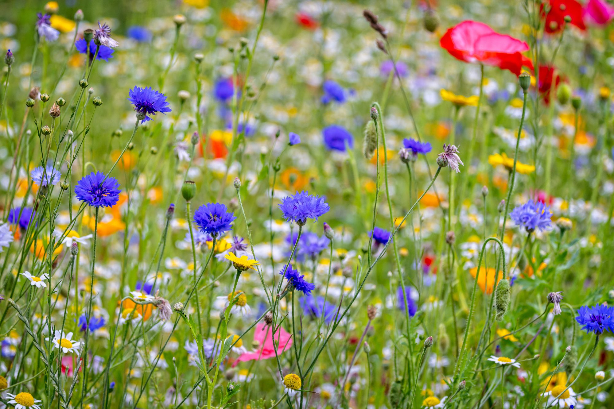 Close up of multi coloured wild flower garden