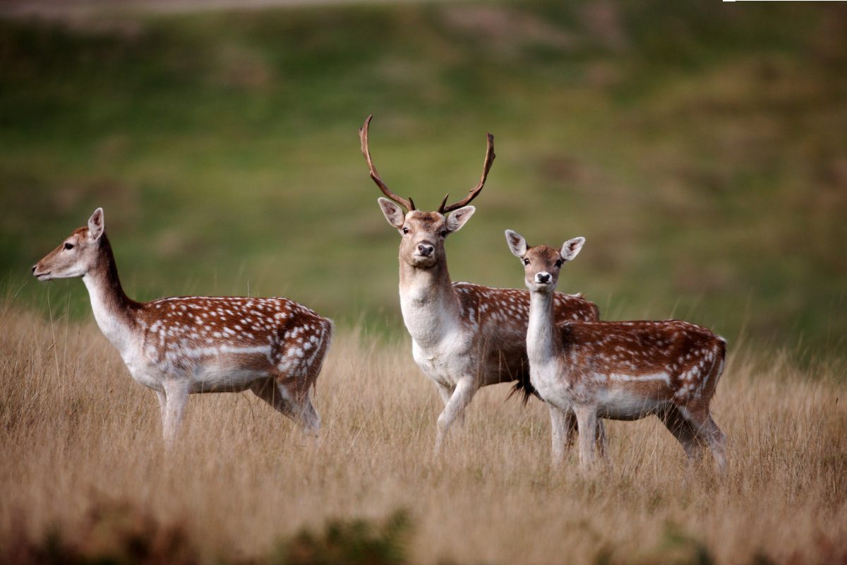 Fallow deer, Dama dama, male and female