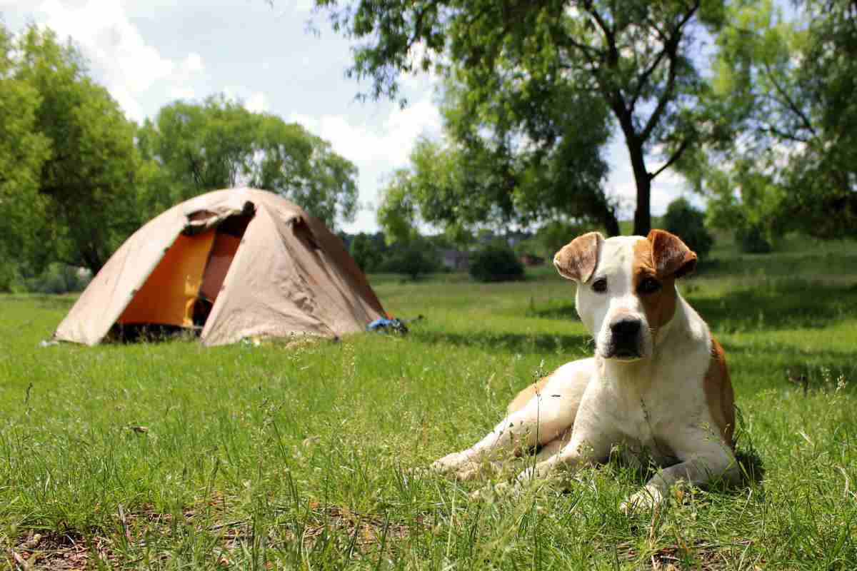 Dog lying on the grass near the tents