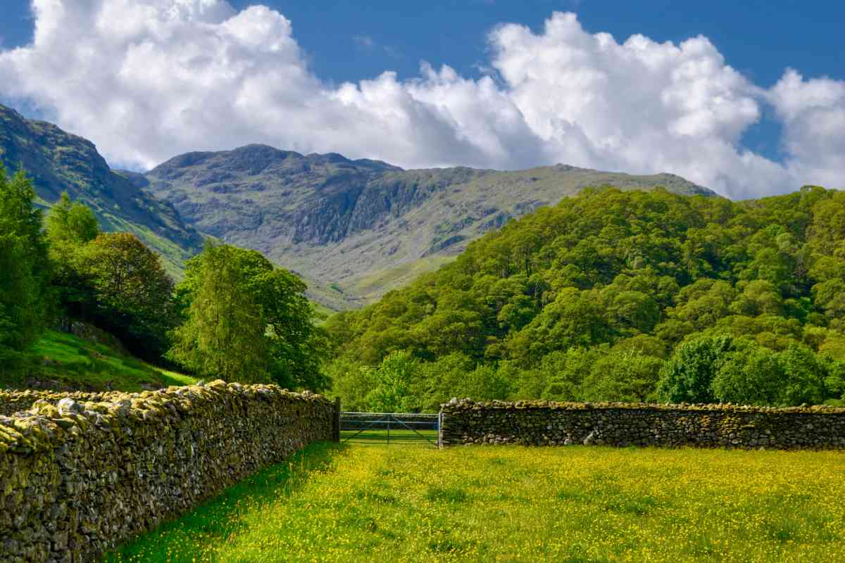 Dry stone wall and field in Borrowdale Valley with mountains in background, Lake District National Park, Cumbria, England