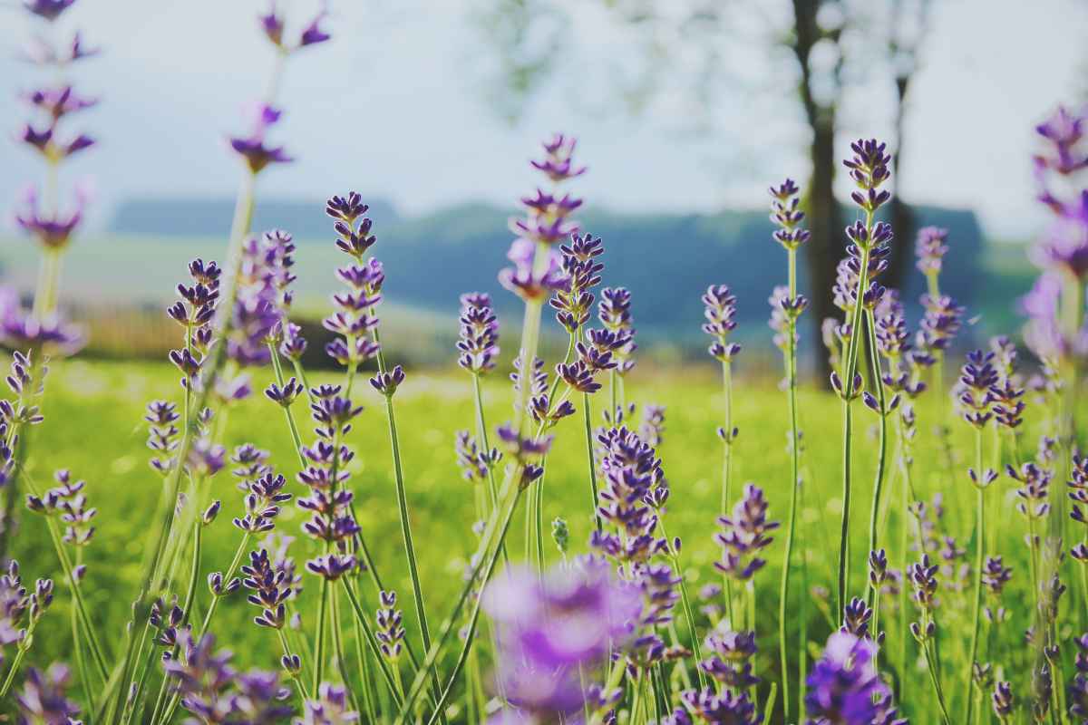 Lavender in field