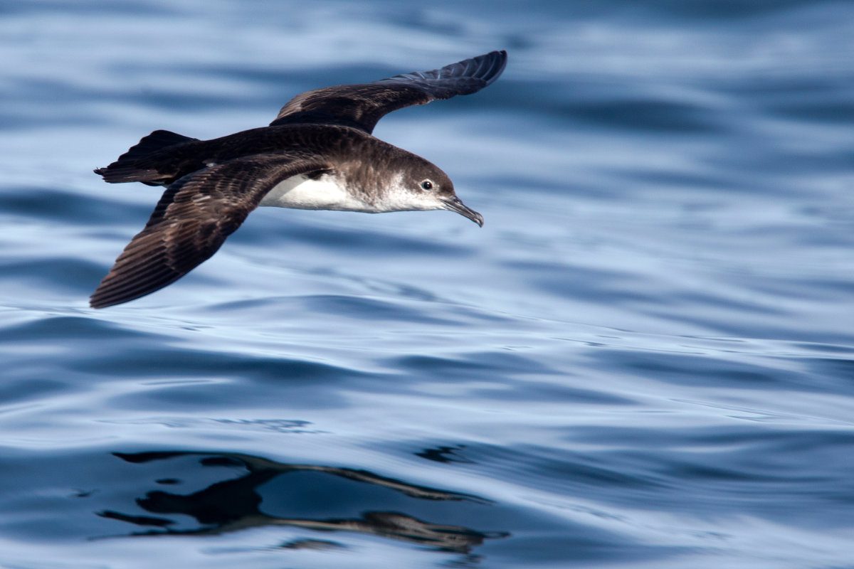 Manx Shearwater, (Puffinus puffinus), flying low over sea low