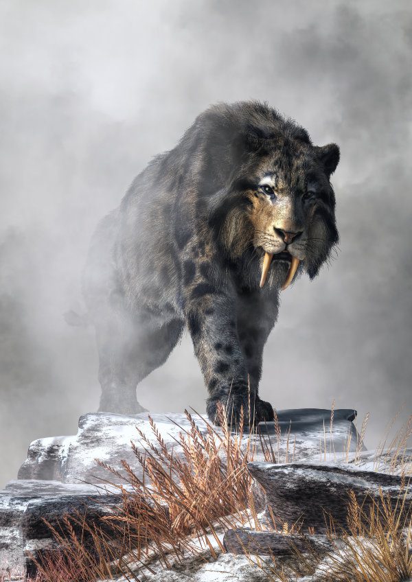 A saber tooth cat with long fur emerges from from the fog on a mountain