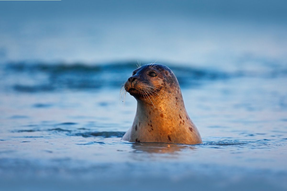 Atlantic Grey Seal, Halichoerus grypus, portrait in the dark blue water wit morning sun, animal swimming in the ocean waves