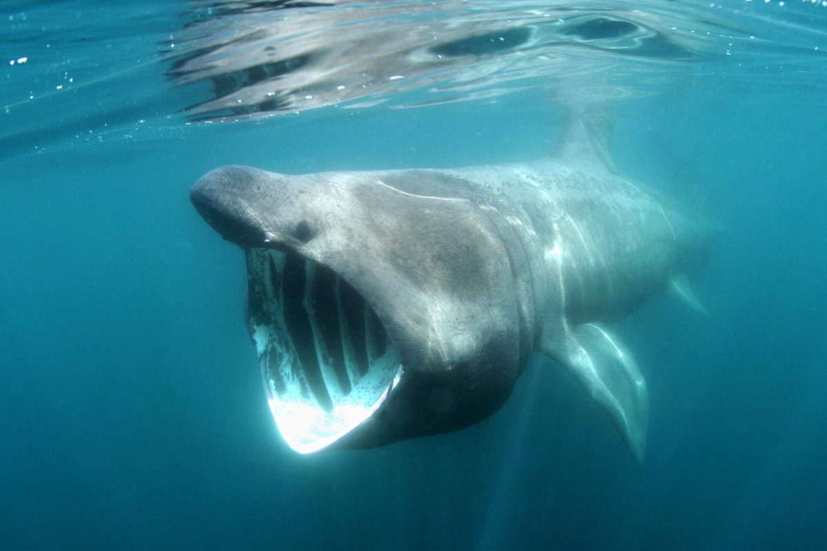 A Basking shark swimming just below the water's surface off Padstow