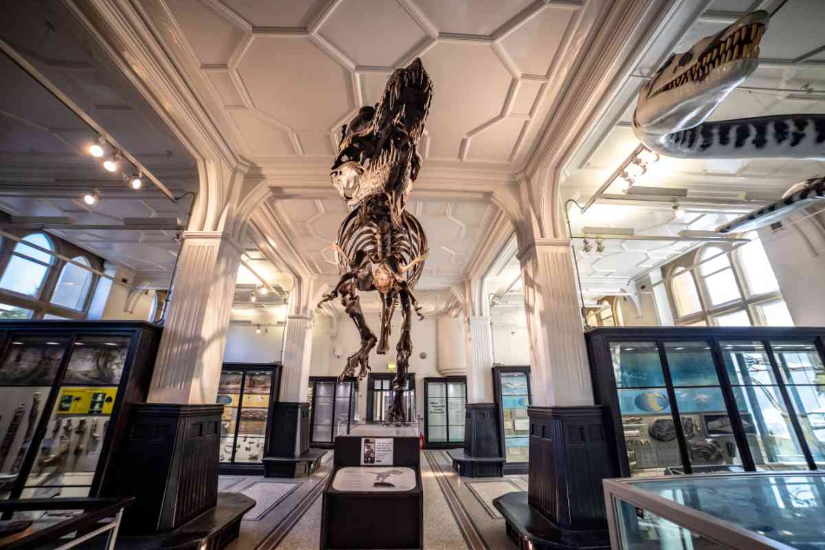 T Rex in Manchester Museum