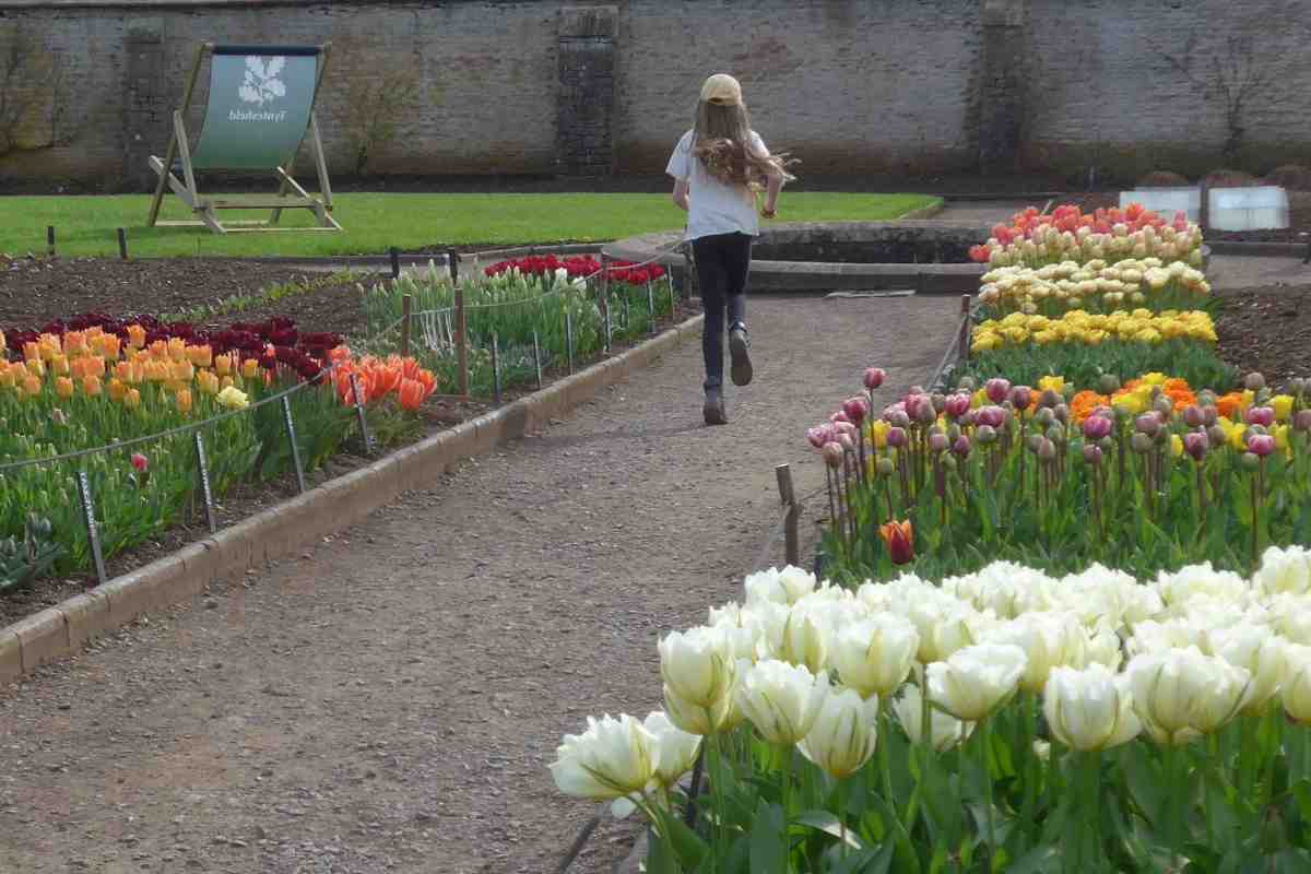 Girl walking through the Tyntesfield tulips