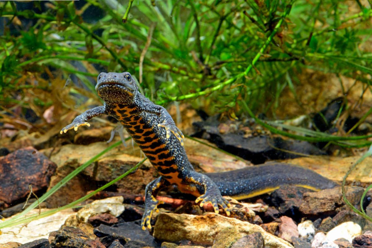 Crested newt by bennytrapp