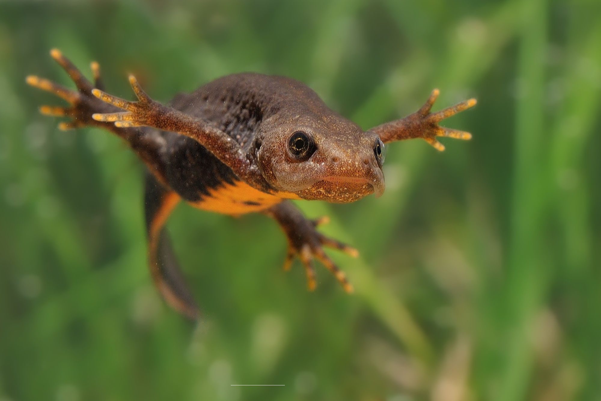 Great crested newt by phototrip.cz