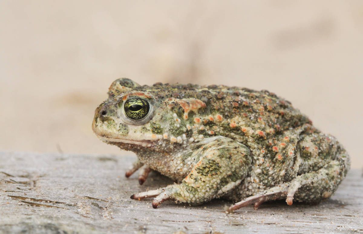 Natterjack toad by Sandra Standbridge