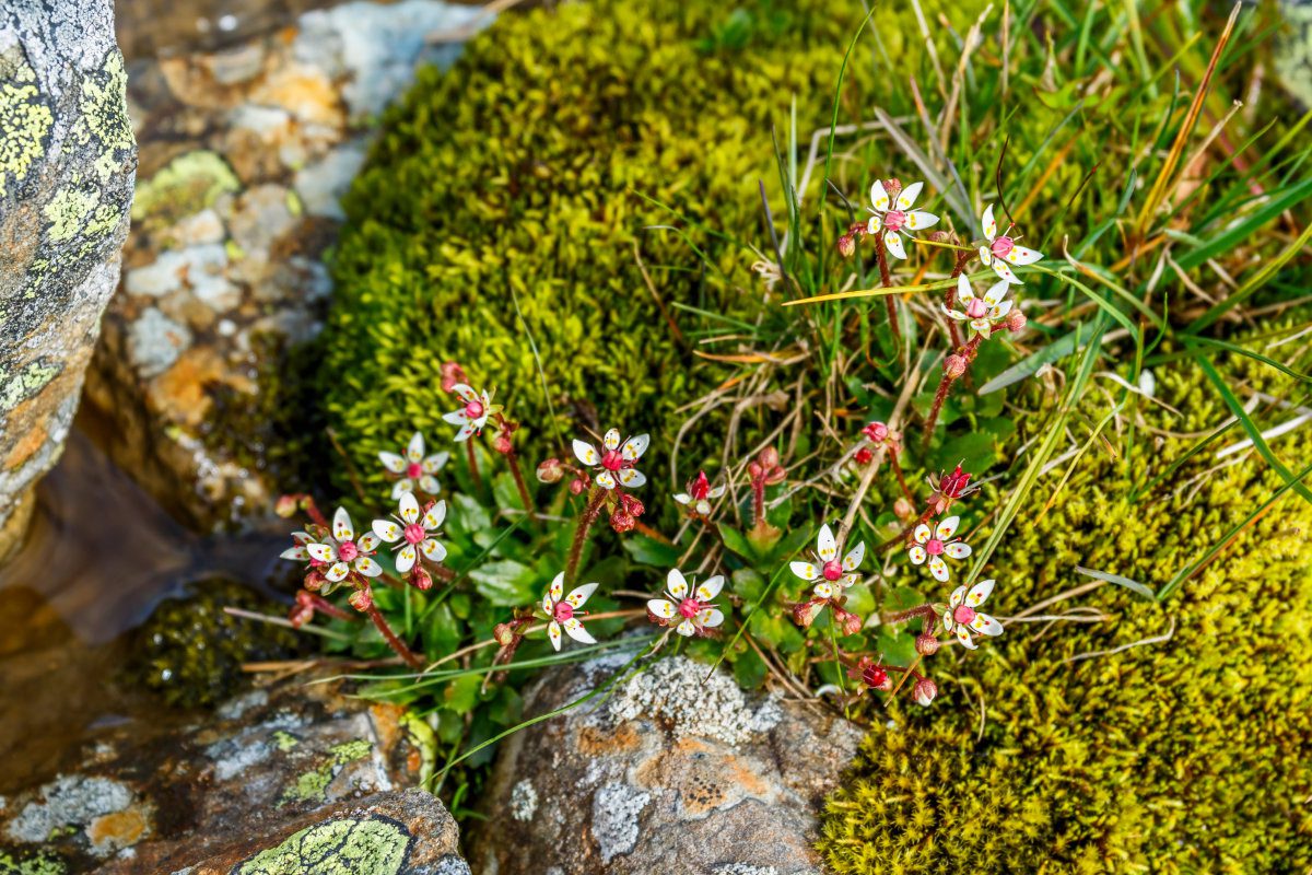 Artic Starry saxifrage flowers