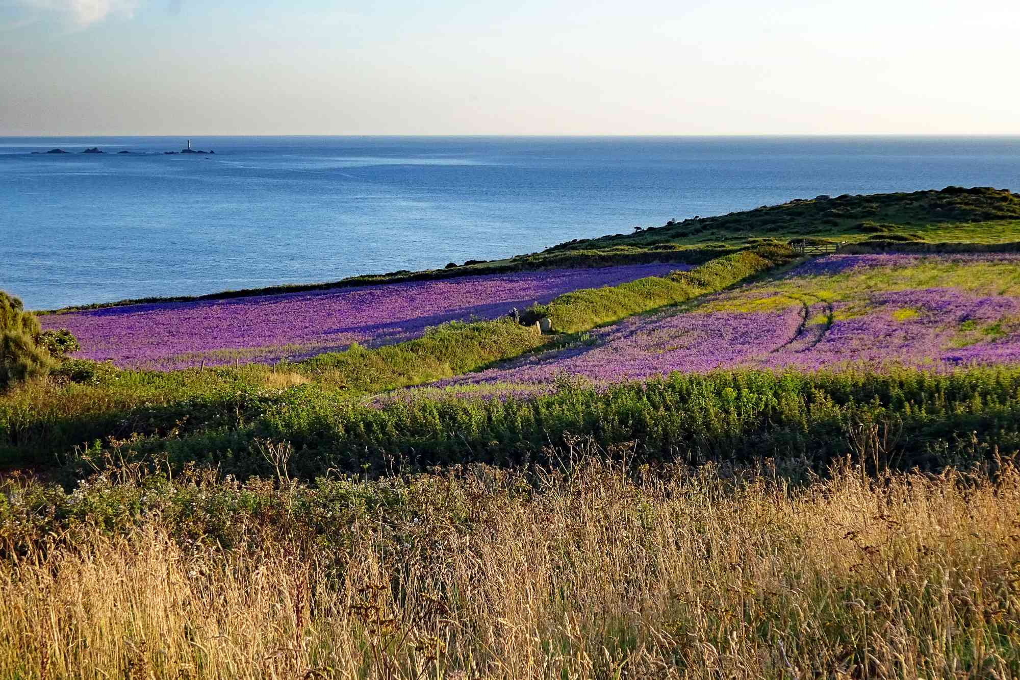 Purple fields near Sennen Cornwall
