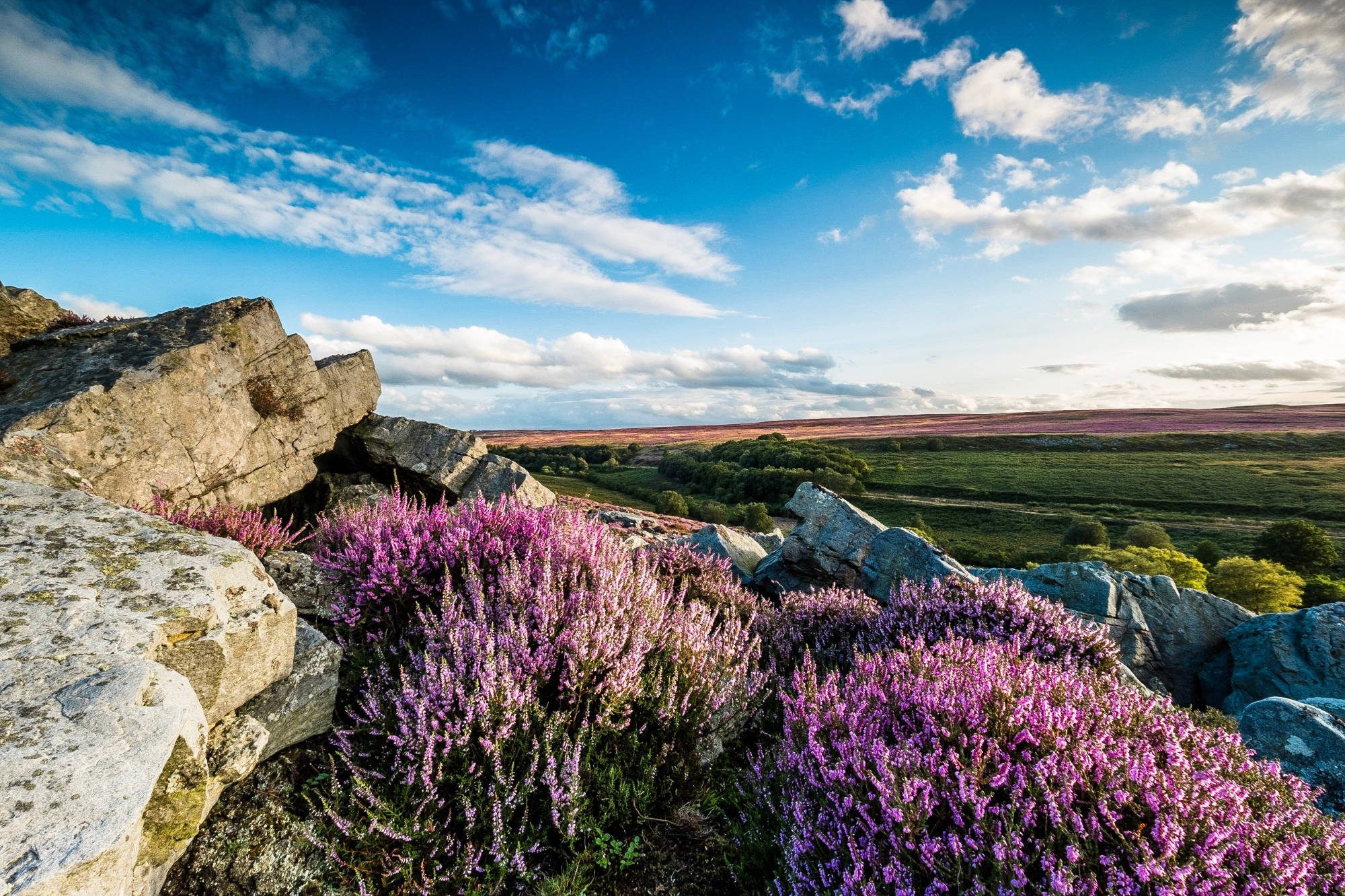 View of heather and lavender on a field in yorkshire