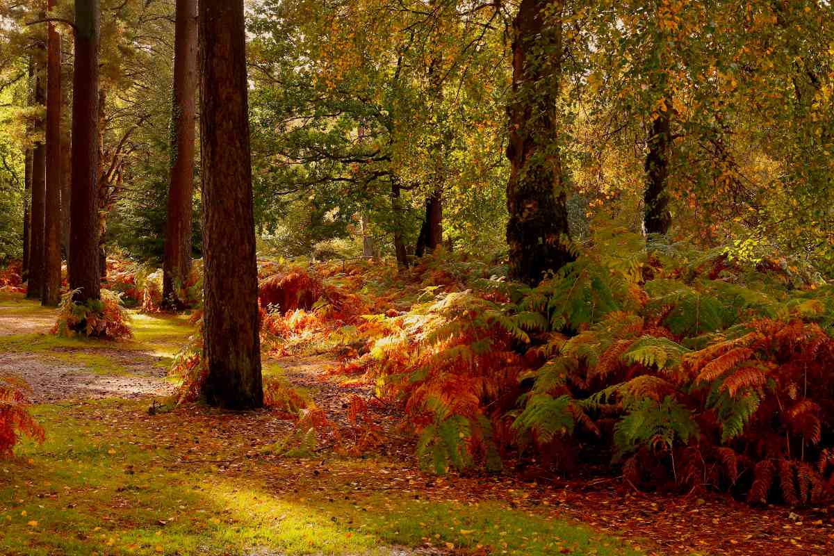 The New Forest National Park in autumn