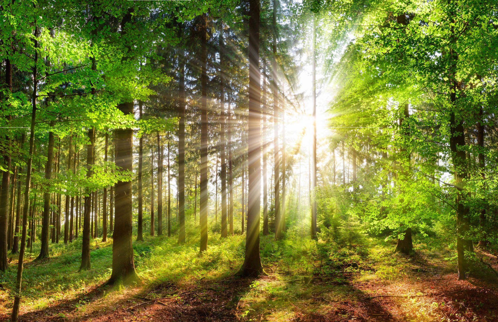 Sunbeams through flourishing forest