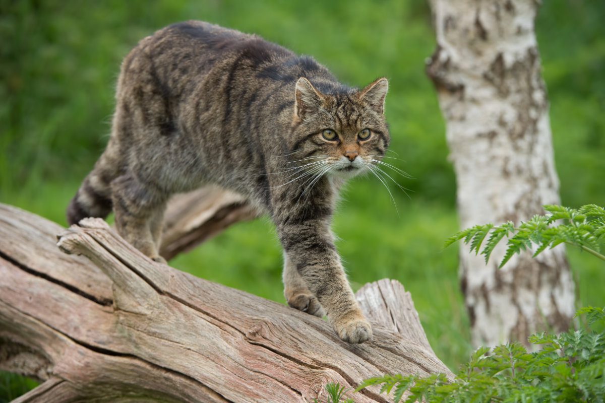 European wild cat walking on a branch