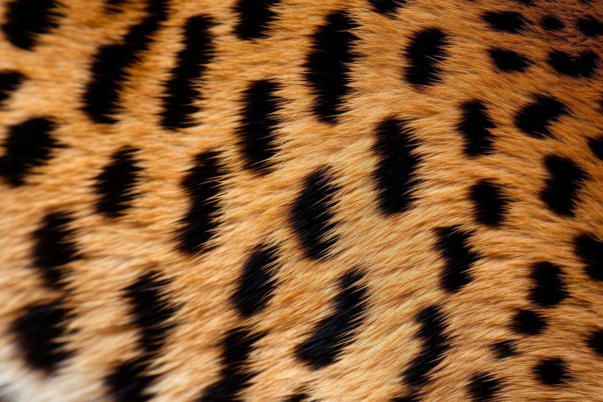 Close-up of cheetah fur