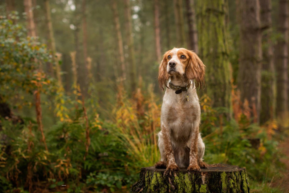 Cocker spaniel sat on a tree stump in a forest