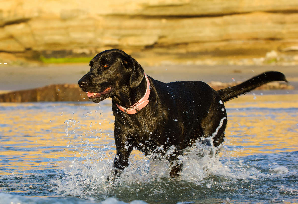 Black Labrador retriever in the water