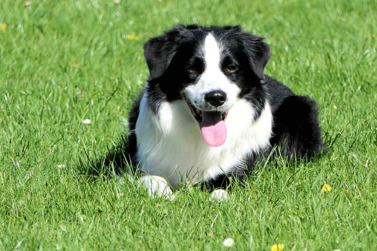 Border collie lay on the grass