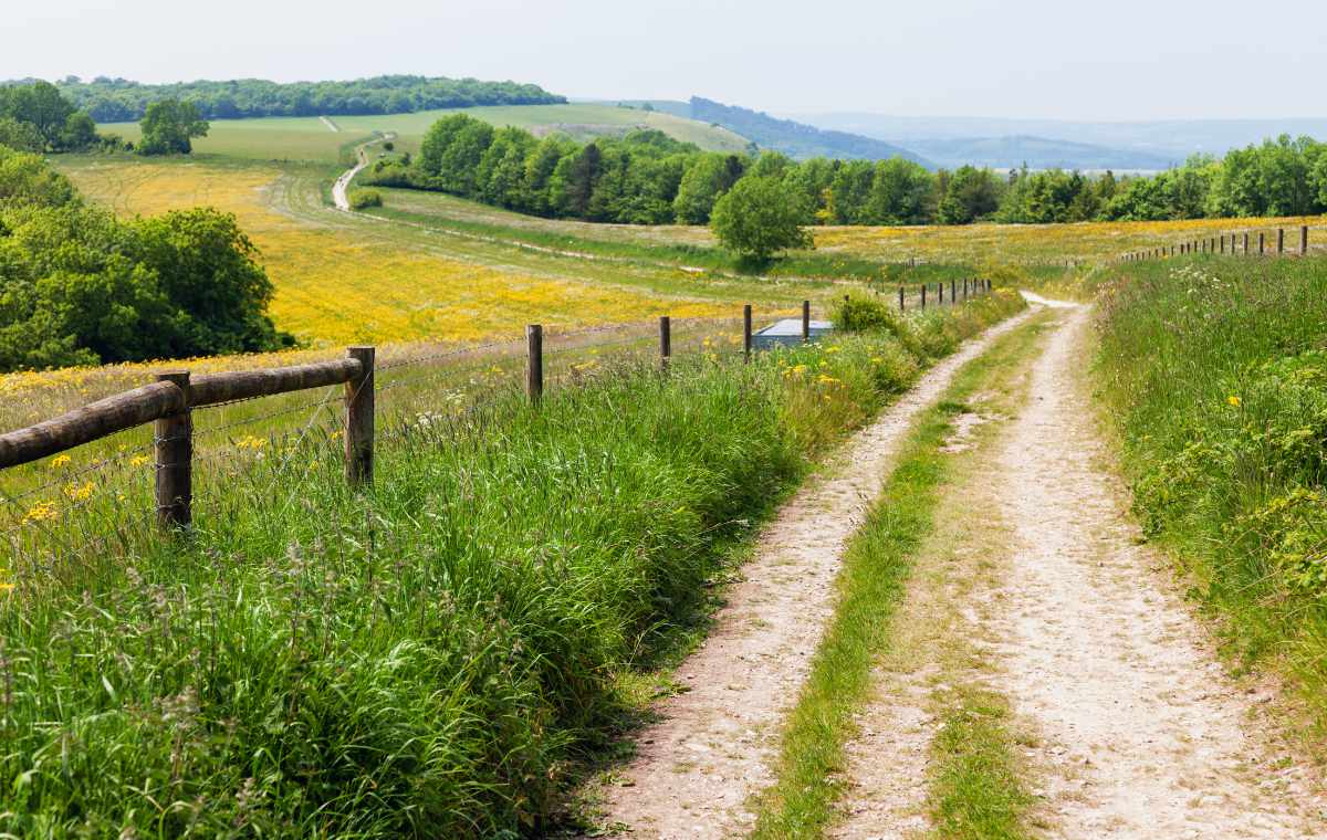 Footpath in the South Downs National Park