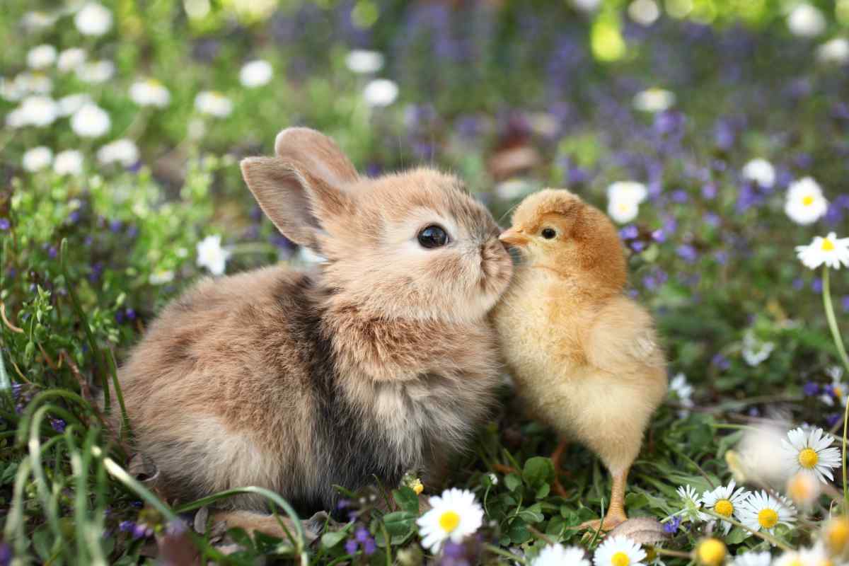 Bunny and a chick