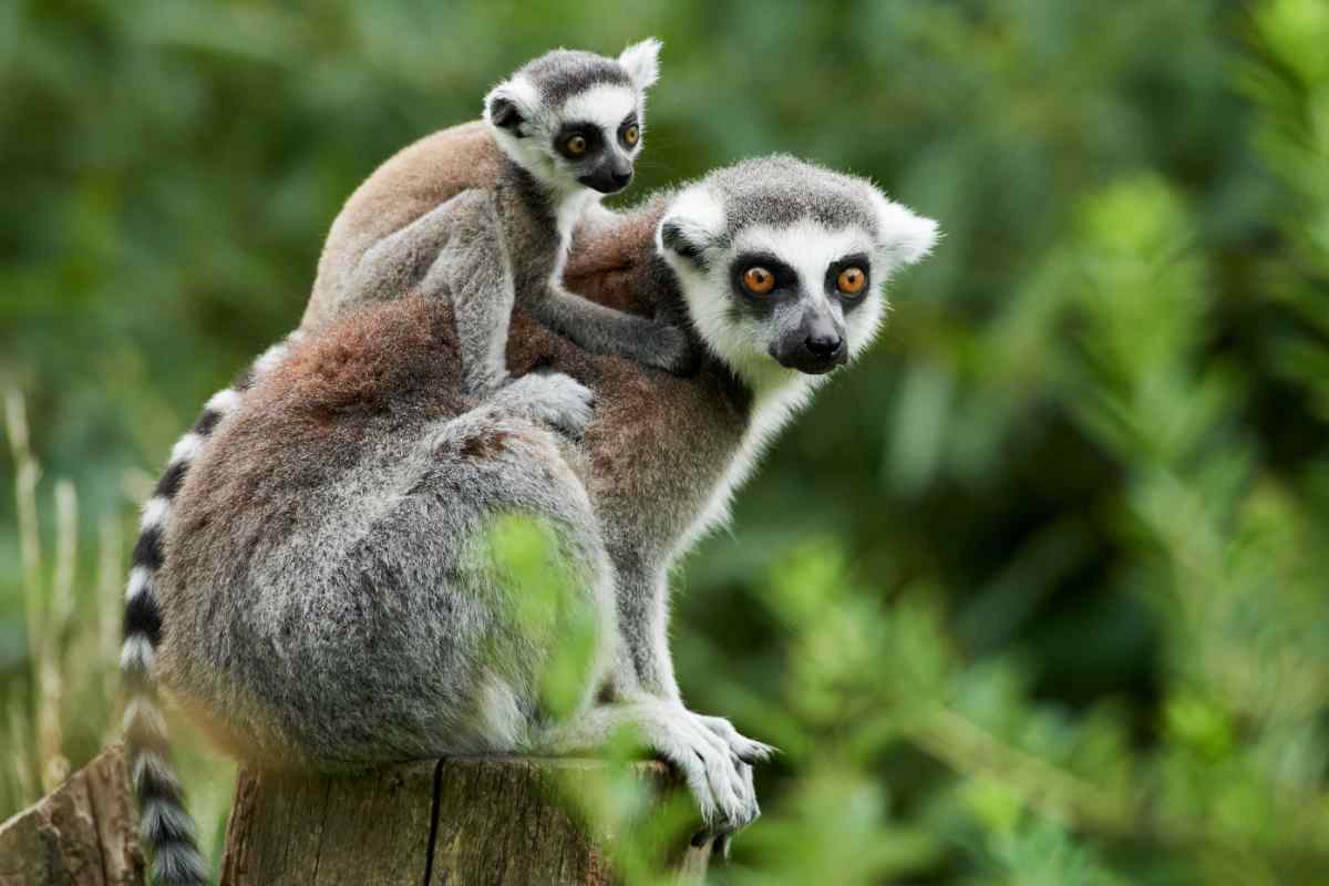 Mother and baby lemur