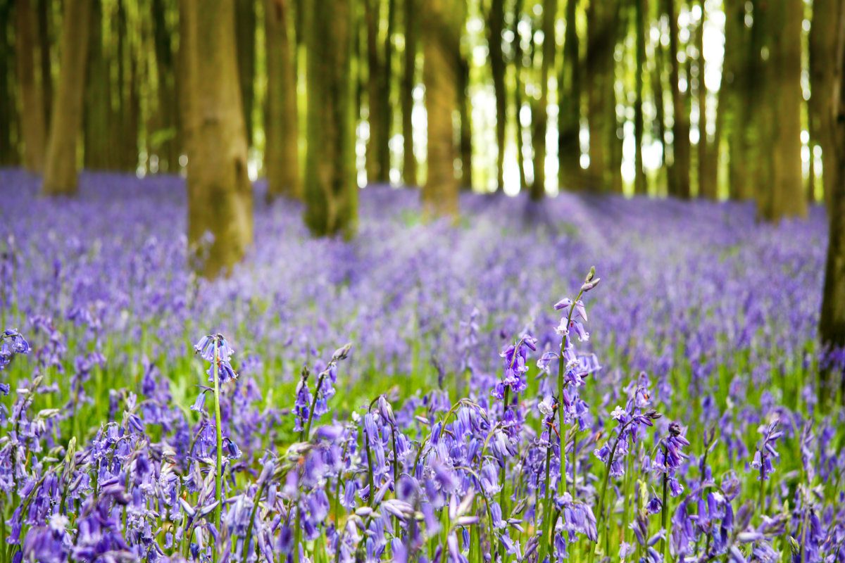 A carpet of bluebells in the woods in early morning sunlight, Hampshire, UK