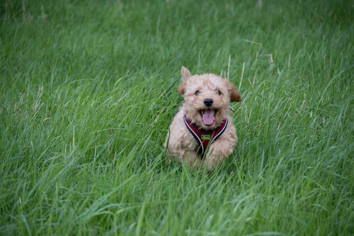 A cockapoo puppy sat in a field
