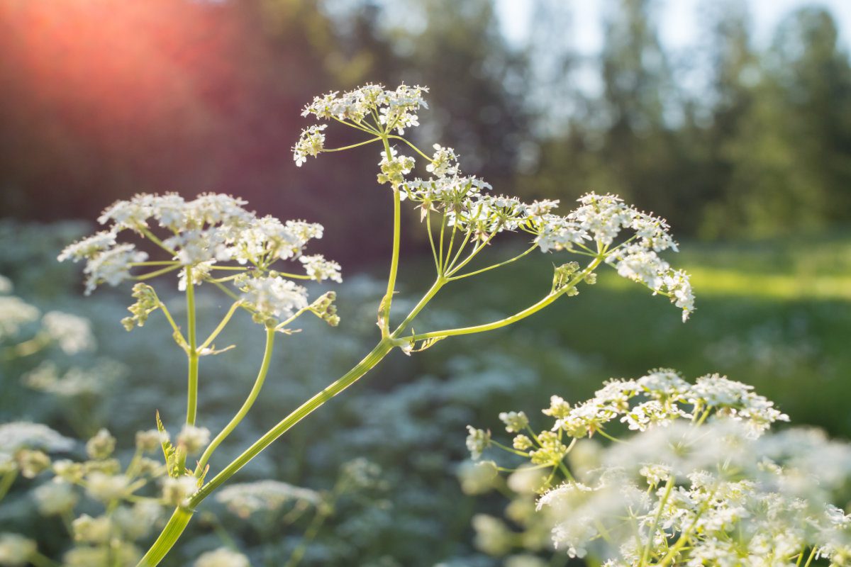 White Cow parsley flowers at hayfield, with lens flare