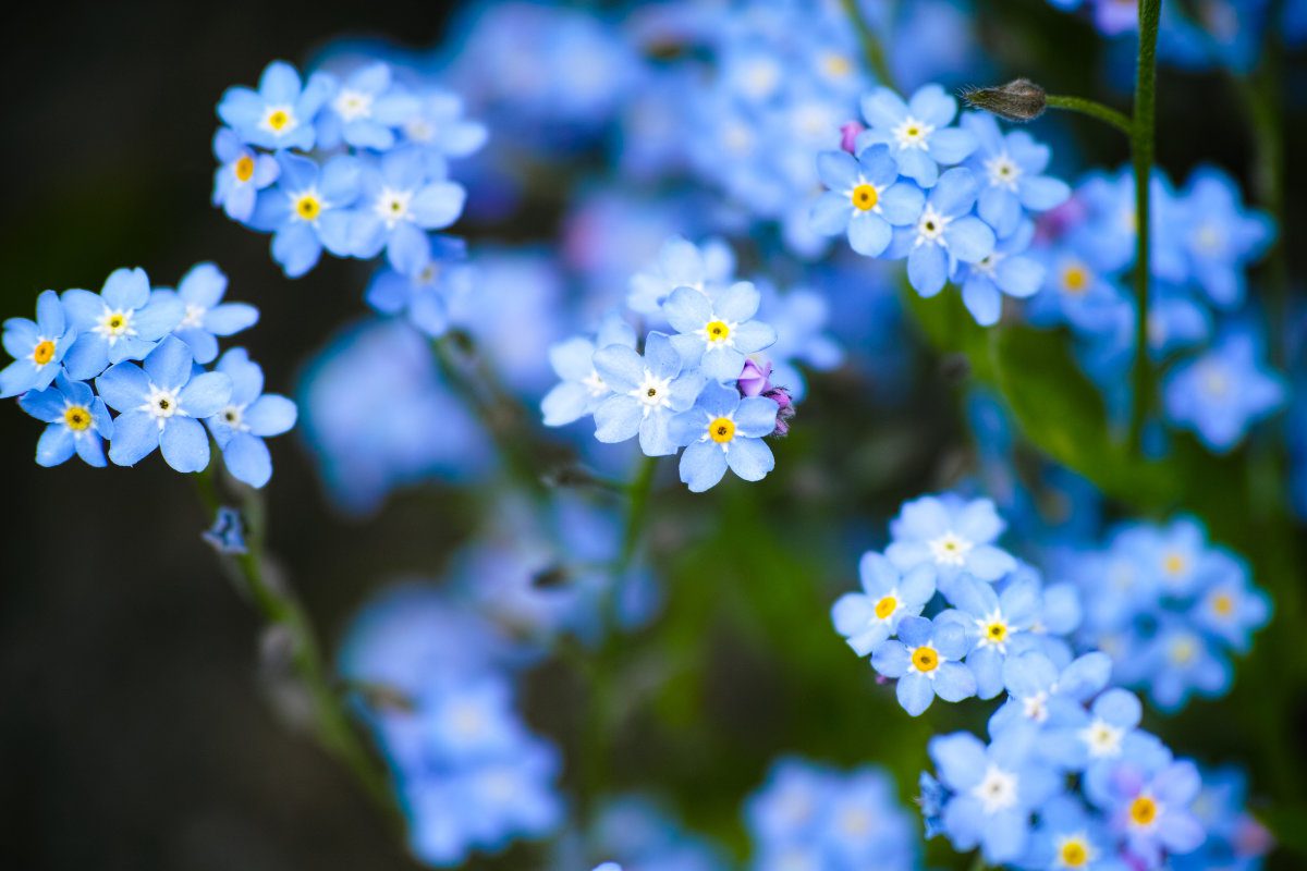 A close-up of blue forget-me-not flowers in nature.